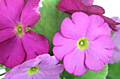 Primula