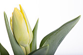 Tulipa