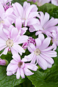 Pericallis