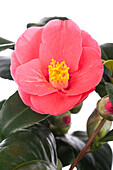Camellia japonica, rosa