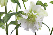 Helleborus orientalis 'Spring Promise Tiffany'