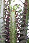 Euphorbia trigona