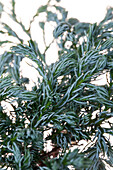 Chamaecyparis pisifera 'Boulevard'