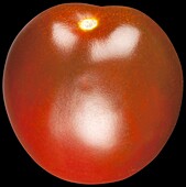 Cocktail tomato