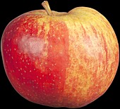 Apfel 'Boskoop'