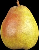 Pear 'Vereinsdechant