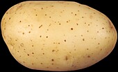 Potato, early variety