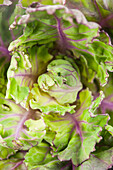 Brassica oleracea var. gemmifera 'Flower Sprout'