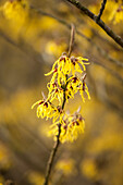 Hamamelis x intermedia 'Arnold Promise'