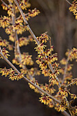 Witch hazel x intermedia 'Cyrille'