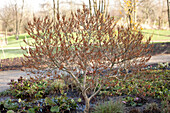 Hamamelis vernalis Quasimodo