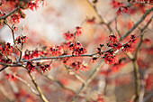 Hamamelis x intermedia 'Fire magic