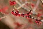 Hamamelis x intermedia