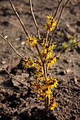 Hamamelis x intermedia 'Barmstedt´s Gold'