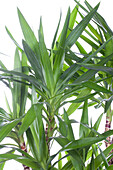 Yucca elephantipes