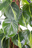 Philodendron scandens 'Brasil'