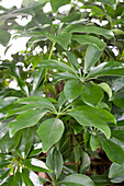 Schefflera arboricola