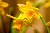 Narcissus