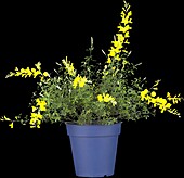 Cytisus racemosus