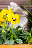 Viola cornuta, gelb