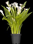 Zantedeschia aethiopica, pink-white