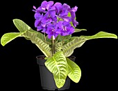 Streptocarpus, blue