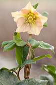 Helleborus orientalis