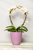 Phalaenopsis, white