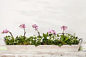 Phalaenopsis, Campanula portenschlagiana