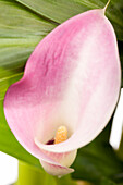 Zantedeschia aethiopica, rosa-weiß