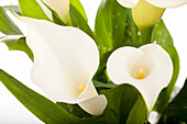 Zantedeschia aethiopica, weiß