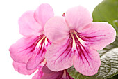 Streptocarpus