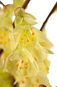 Corylopsis pauciflora