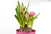 Hyacinthus orientalis