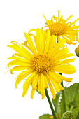 Doronicum orientale