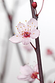 Prunus cerasifera 'Nigra'