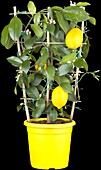 Citrus meyeri