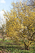 Cornus officinalis