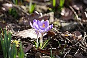 Crocus chrysanthus 'Zwanenburg