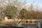 Hamamelis mollis 'Brevipetala