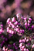 Erica darleyensis 'Rubina'(s)