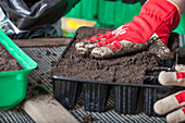 Filling a seed tray