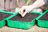 Growing tray, set courgette seeds