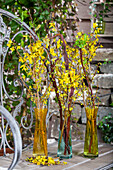 Forsythia