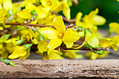 Forsythia