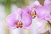 Phalaenopsis