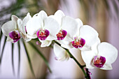 Phalaenopsis