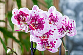 Phalaenopsis