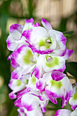 Dendrobium nobile 'Irene Smile'