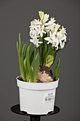 Hyacinthus multiflora